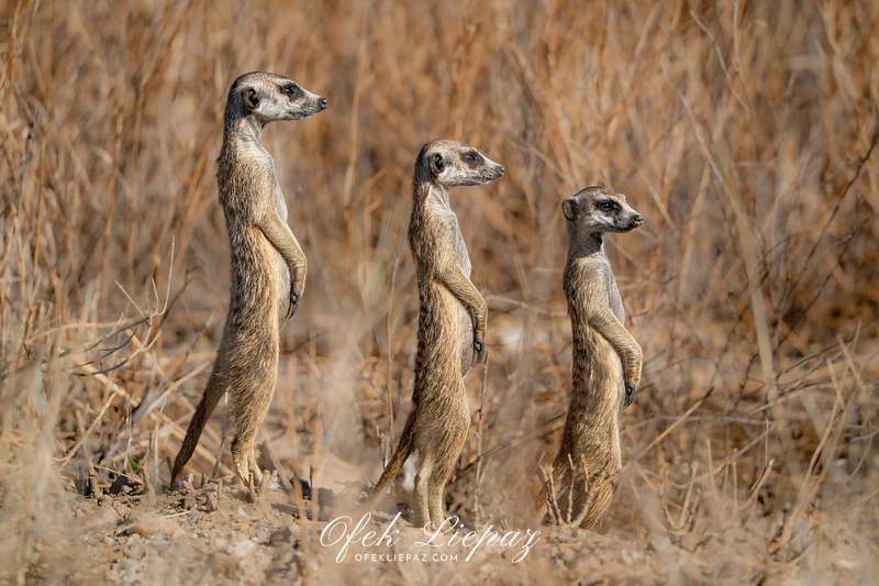 WILDLIFE