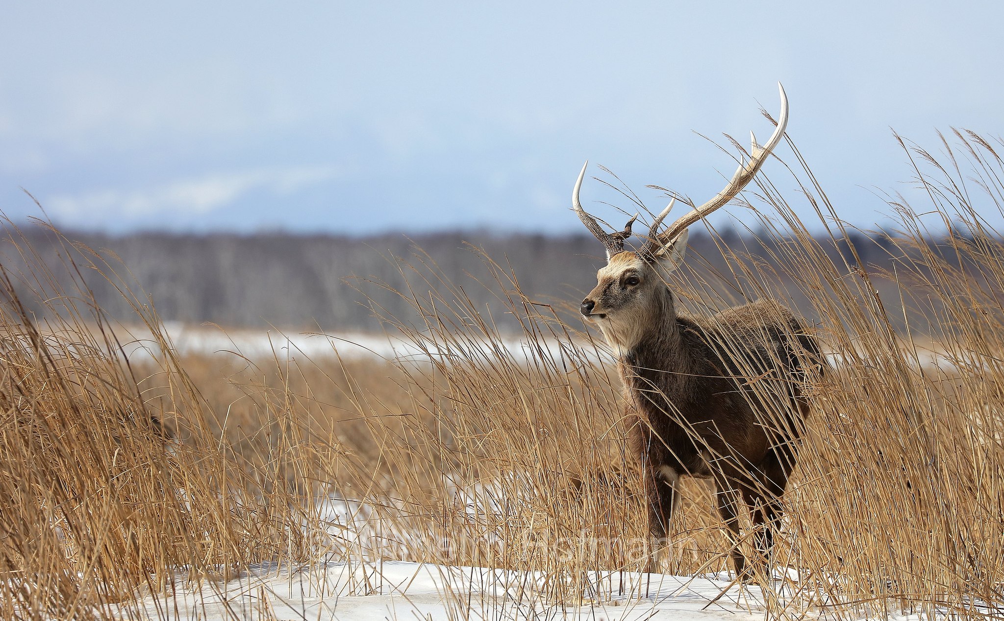sika deer, northern spotted deer, Japanese deer, Sikahirsch, cervo sika, cervo shika, cervo del Giappone, Cervus nippon, Notsuke Peninsula, Notsuke Halbinsel, Penisola di Notsuke, Hokkaidō, Hokkaido, Japan, Giappone