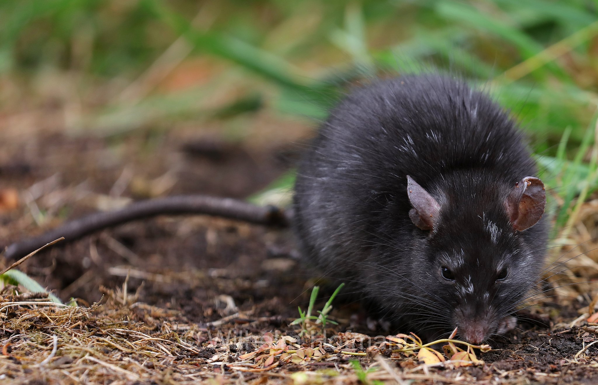 black rat, roof rat, ship rat, house rat, Hausratte, Dachratte, Schiffsratte, ratto nero, ratto comune, Rattus rattus, Tasmanian Arboretum, Tasmania, Tasmanien, Australia, Australien