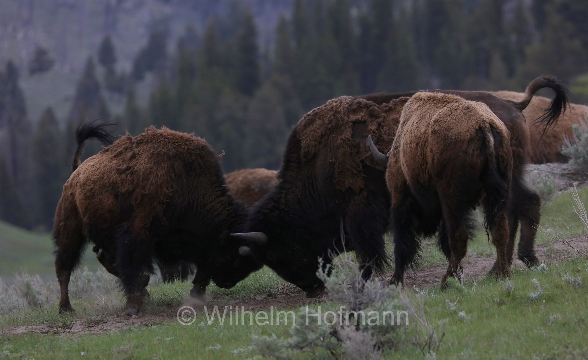 Plains bison, Präriebison, bisonte delle pianure, Bison bison bison, Yellowstone National Park, Yellowstone-Nationalpark﻿, parco nazionale di Yellowstone, Wyoming, USA