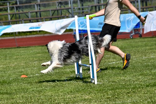 koerte frisbi voistlus 2026