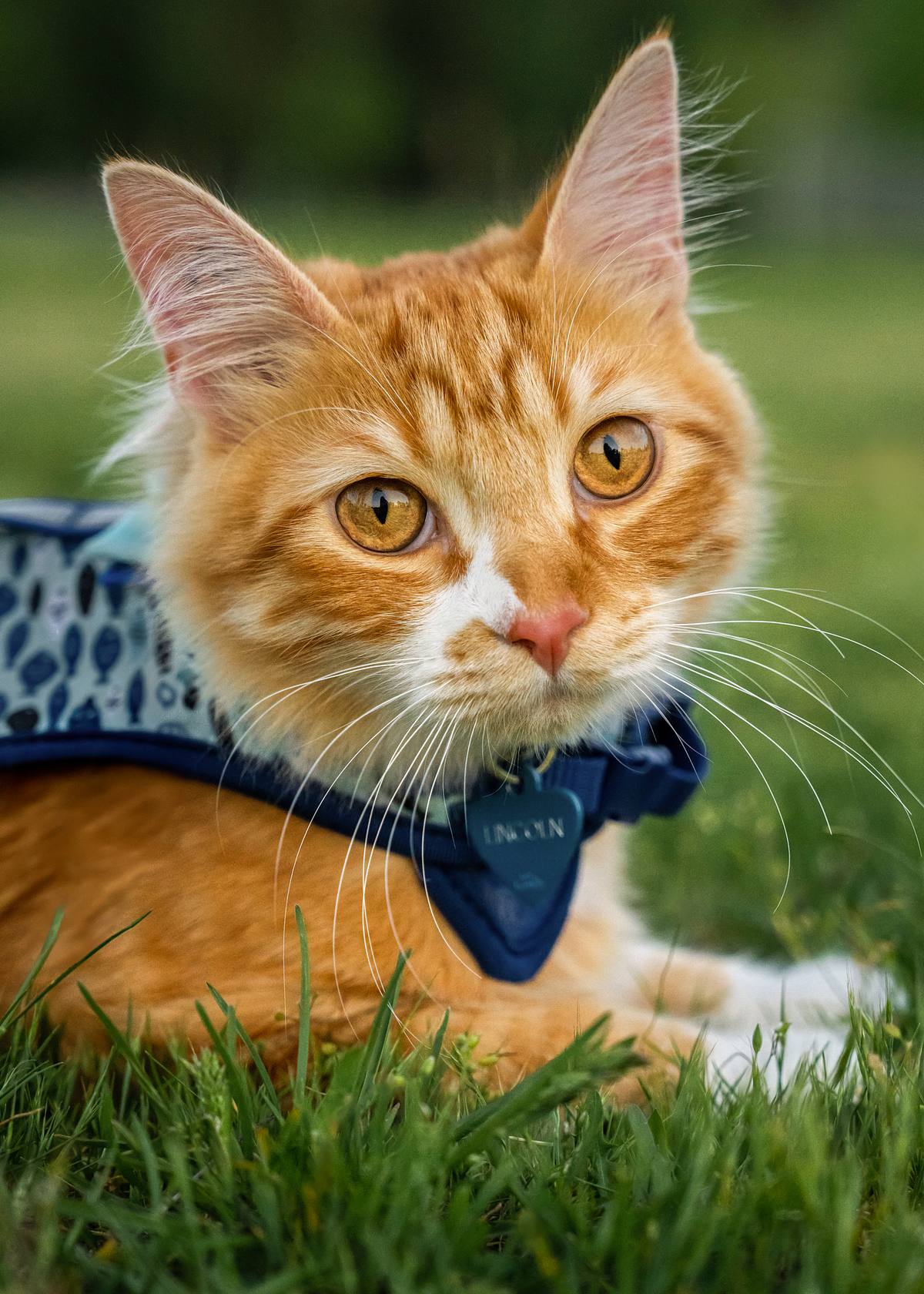 Orange cat at the park