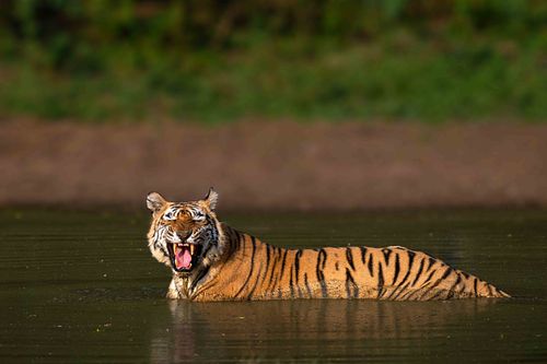 Sariska Tiger Reserve