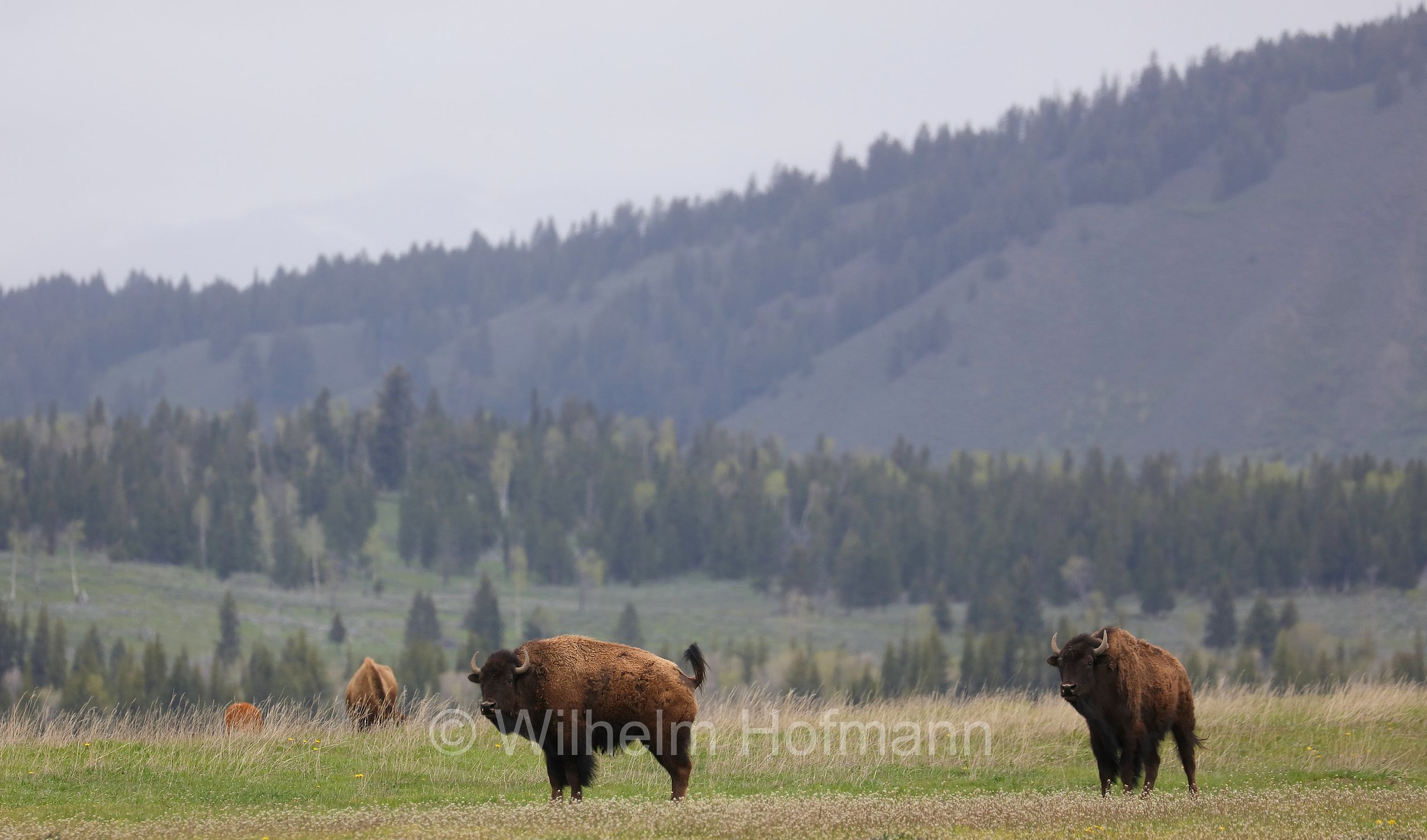 Plains bison, Präriebison, bisonte delle pianure, Bison bison bison, Elk Ranch Flats, Grand Teton National Park, Grand-Teton-Nationalpark, parco nazionale del Grand Teton, Wyoming, USA