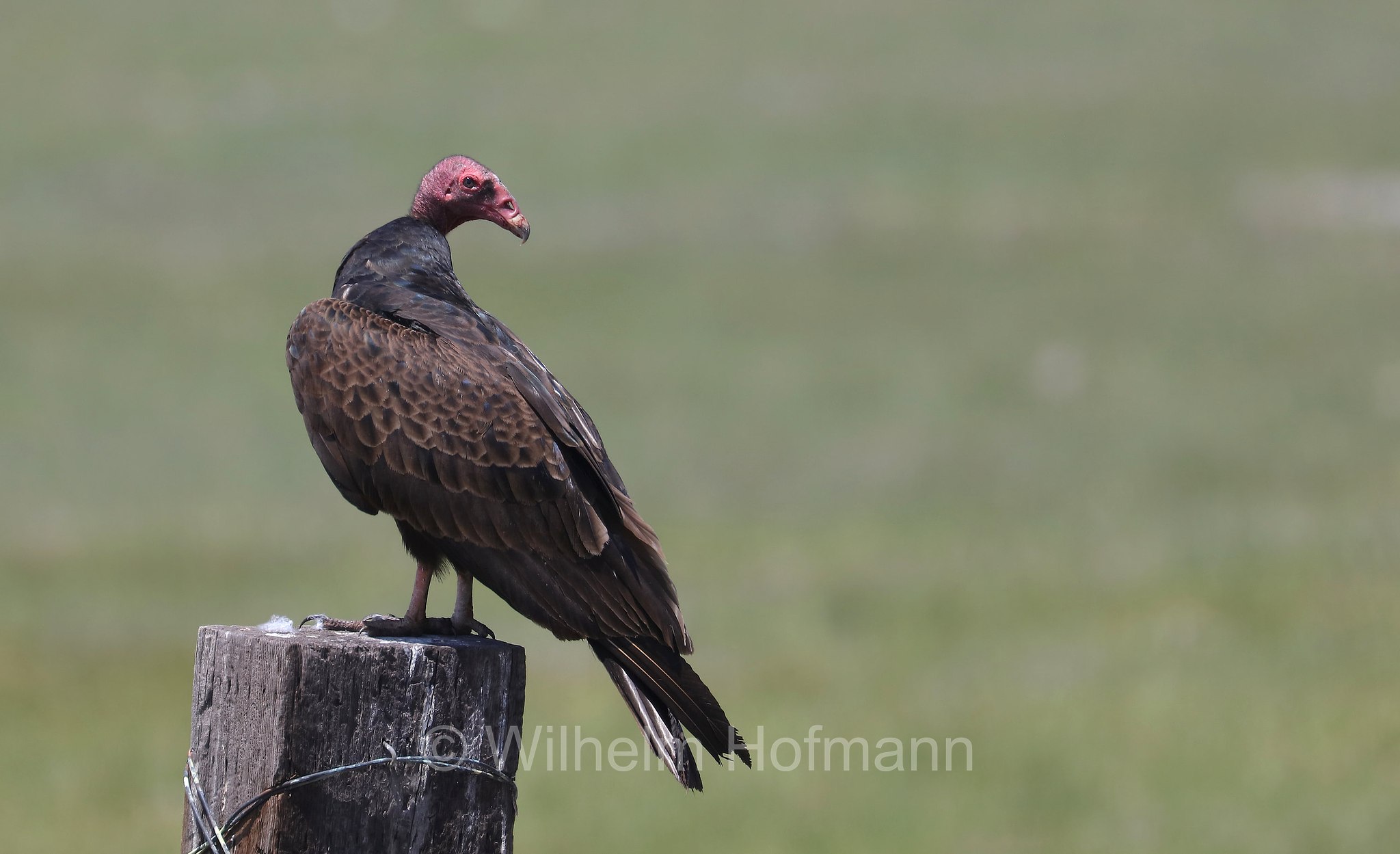 Cathartes aura meridionalis, Western turkey vulture, Westlicher Truthahngeier, avvoltoio collorosso meridionale, Klamath Marsh National Wildlife Refuge, Oregon, USA