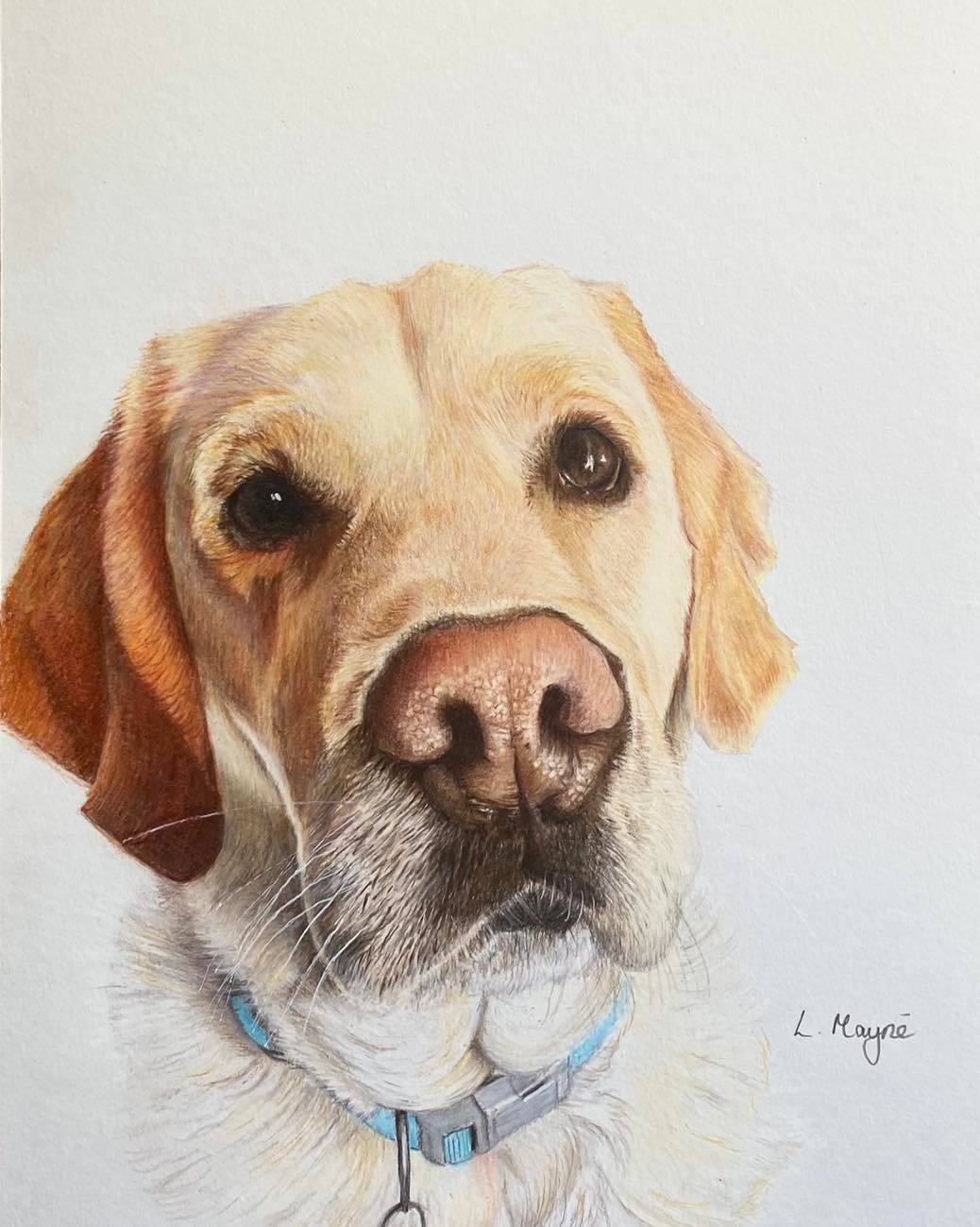Lesley Mayne Artworks Pet Portrait Golden Labrador Retriever Pet Portrait  Chester Pet Portrait Artist Commissioned