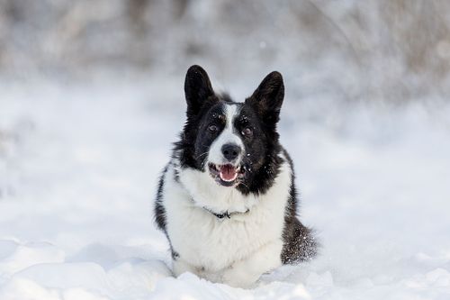 Tierfotografie