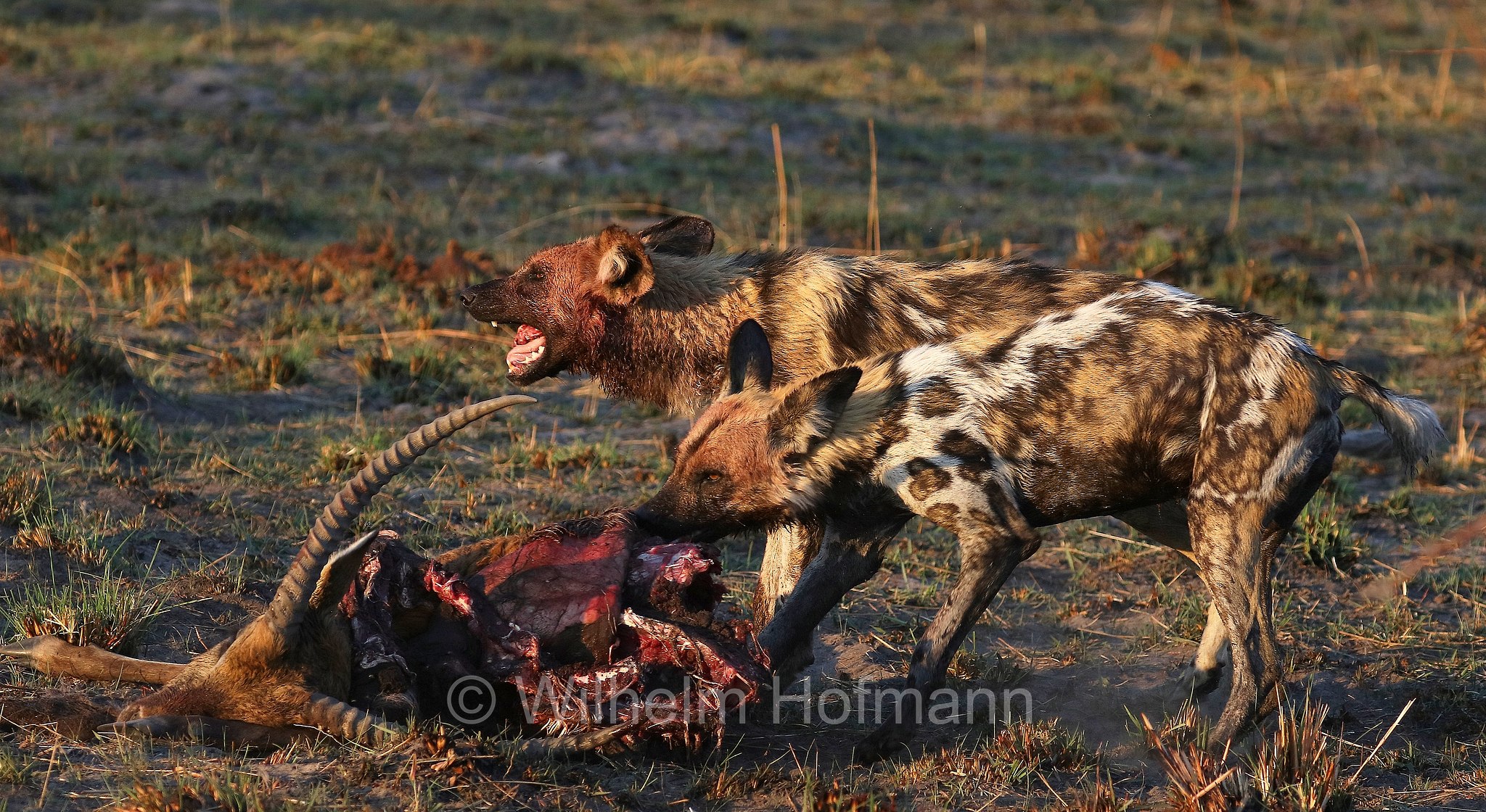 African wild dog, painted dog, Cape hunting dog, Afrikanischer Wildhund, licaone, cane selvatico africano, Lycaon pictus, Moremi Game Reserve, Moremi-Wildreservat, Okavango Delta, Okavango Grassland, Botswana, Republik Botsuana