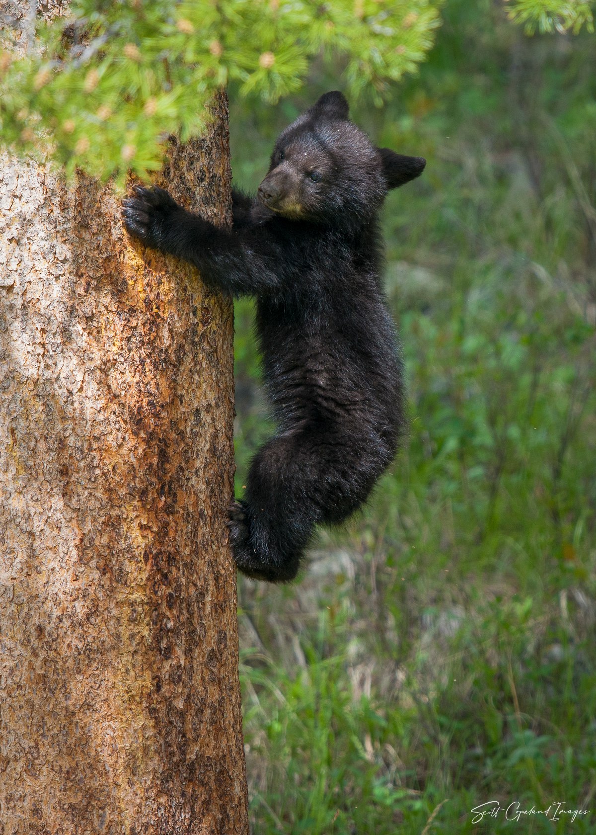 Up Up Cub