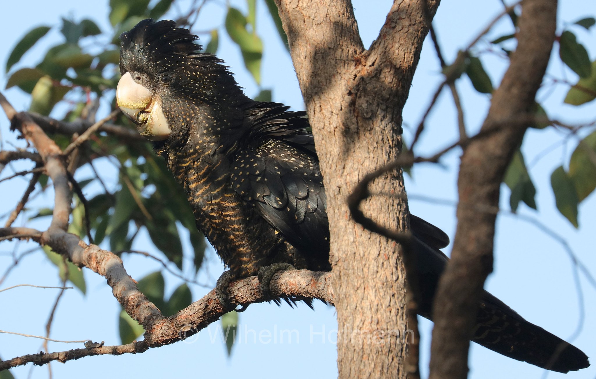 Calyptorhynchus banksii naso, forest red-tailed black cockatoo, Westaustralischer Rotschwanz-Rabenkakadu, cacatua nero codarossa della foresta, John Forrest National Park, John-Forrest-Nationalpark, Parco nazionale John Forrest, Western Australia, Westaustralien, Australia Occidentale, Australia, Australien