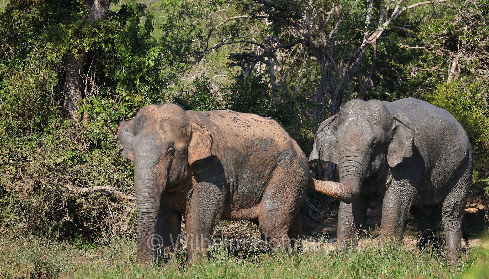 Sri Lankan elephant, Sri-Lanka-Elefant, Ceylon-Elefant, elefante dello Sri Lanka, Elephas maximus maximus, Sri Lanka, Bundala National Park, Bundala Nationalpark, Parco nazionale Bundala