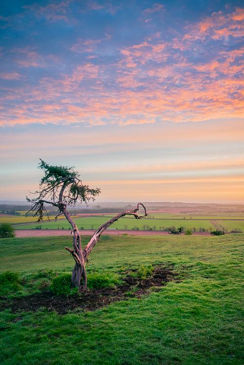 A Withered Tree in a Purple Sunrise
