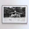 THE ONE - WILDLIFE & NATURE - "Alone in the Field" - LIMITED EDITION 3 of 5