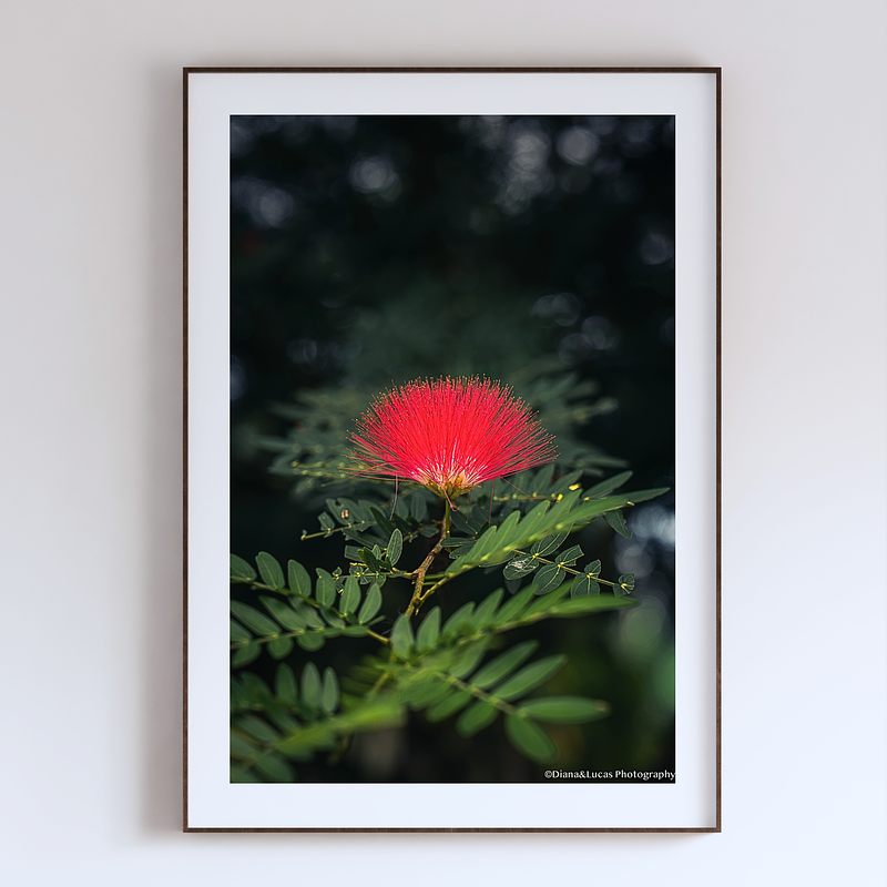THE ONE - WILDLIFE & NATURE - "Vertical Puff" - LIMITED EDITION 5 of 5
