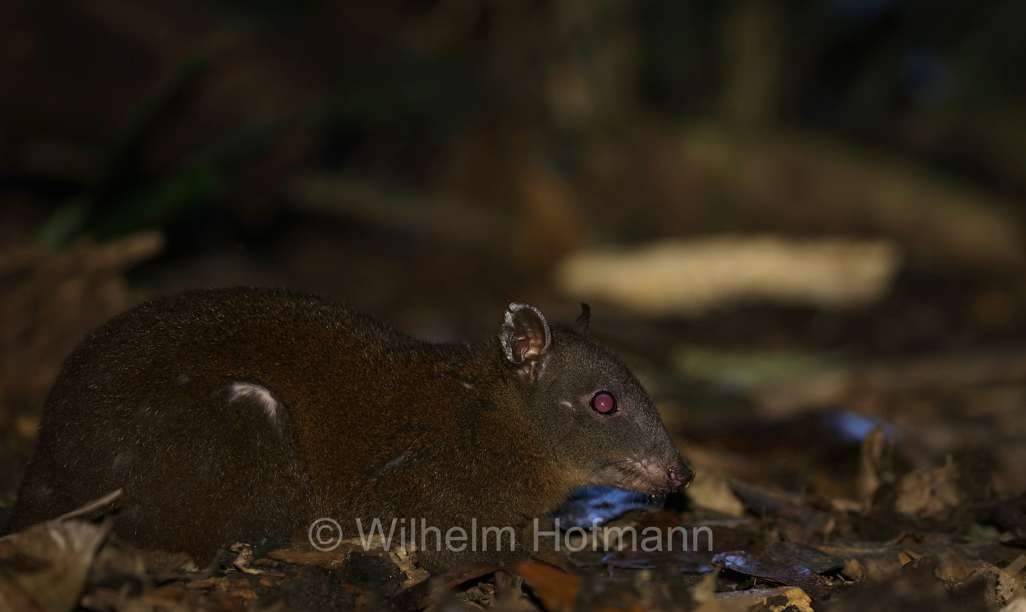Hypsiprymnodon moschatus, musky rat-kangaroo, Moschusrattenkänguru, ratto canguro muschiato, Crater Lakes National Park, Crater-Lakes-Nationalpark, Queensland, Australia, Australien