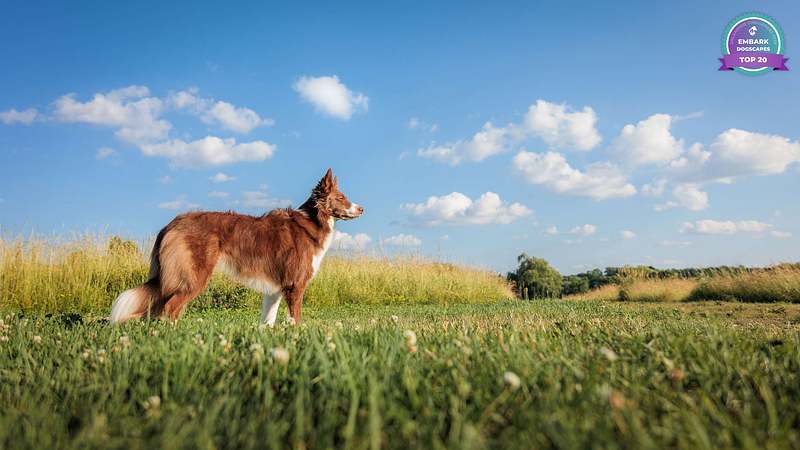 Embark 4: Dogscapes