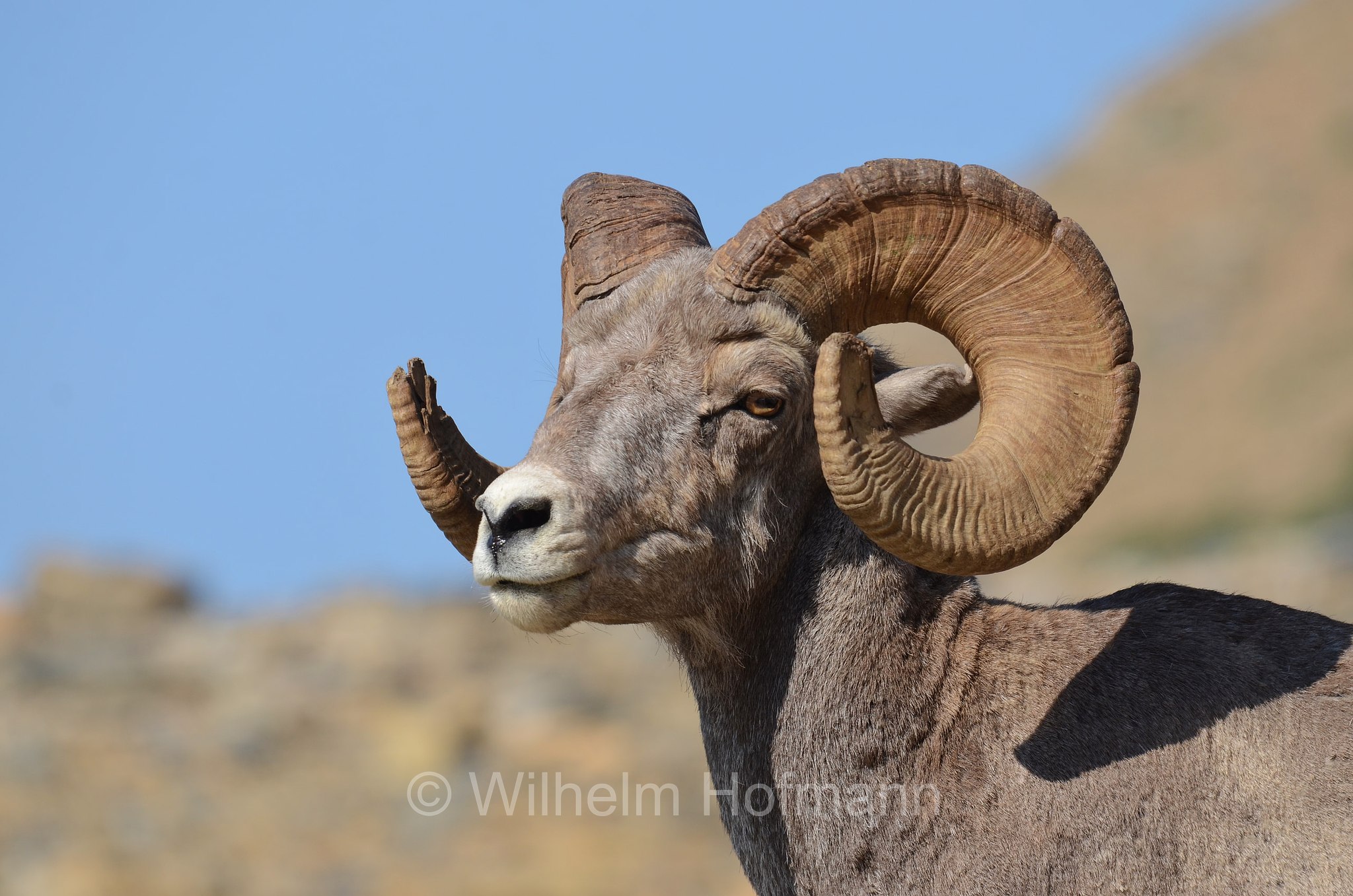 Ovis canadensis canadensis, Rocky Mountain bighorn sheep, Rocky-Mountains-Dickhornschaf, bighorn delle Montagne Rocciose, Grinnell Glacier, Glacier National Park, Glacier-Nationalpark, parco nazionale dei ghiacciai, Montana, USA