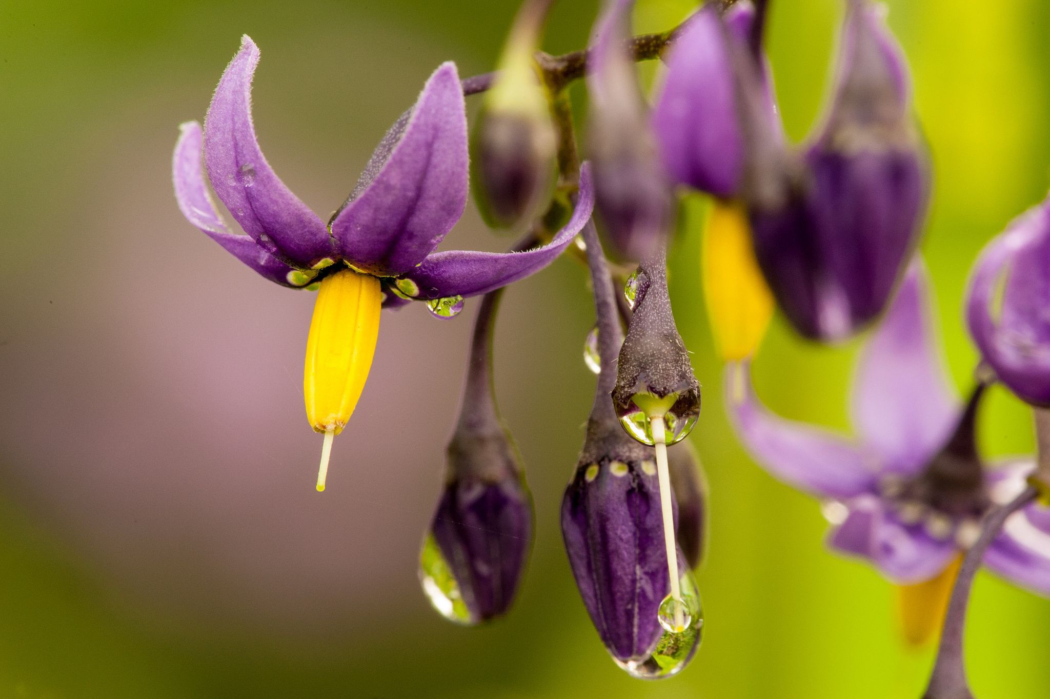 Nightshade