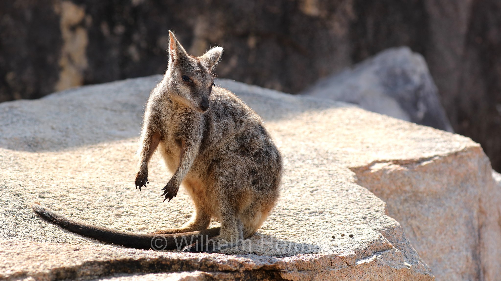 Petrogale assimilis, allied rock-wallaby, Weasel rock-wallaby, Variables Felskänguru, wallaby delle rocce alleato, Geoffrey Bay, Magnetic Island, Queensland, Australia, Australien