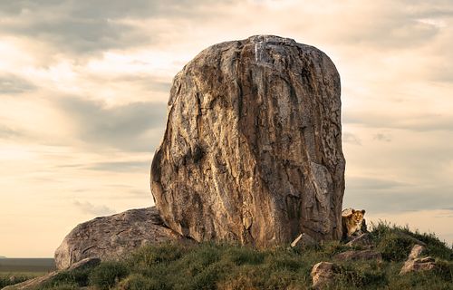 Lioness, Kopjes