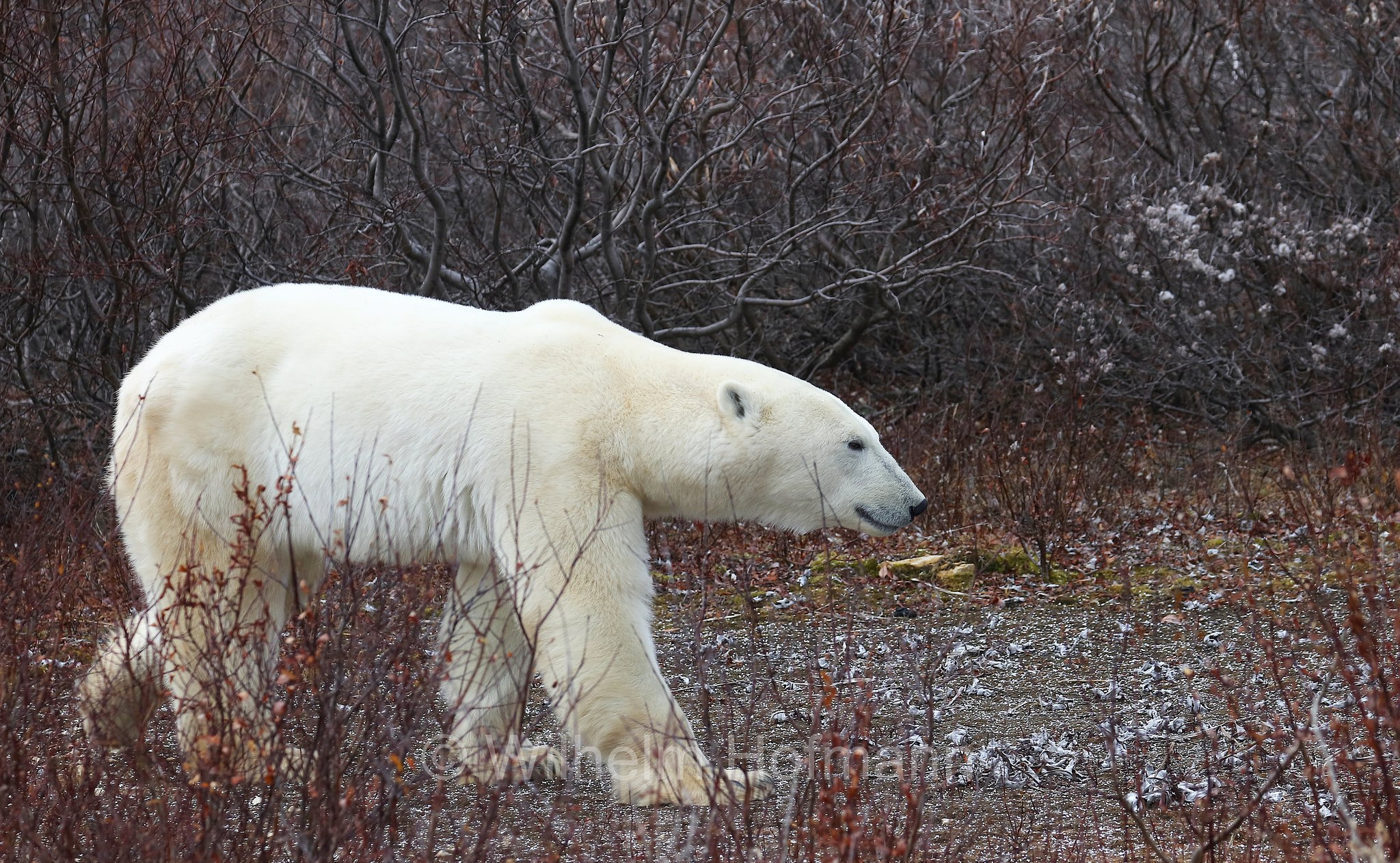 Ursus maritimus, polar bear, Eisbär, Polarbär, orso polare, orso bianco, Polar Bear Reserve, Churchill, Manitoba, Canada, Kanada
