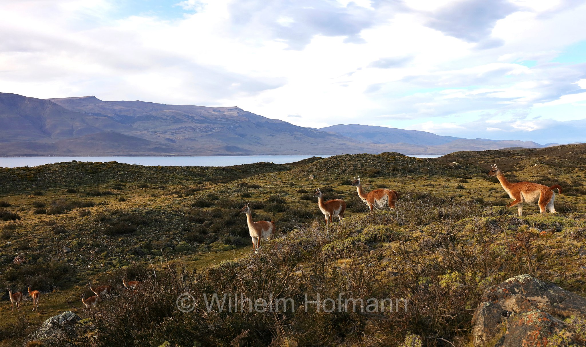 guanaco, Guanako, Huanako, Lama guanicoe, Torres del Paine National Park, Patagonia, Patagonien, Chile, Cile