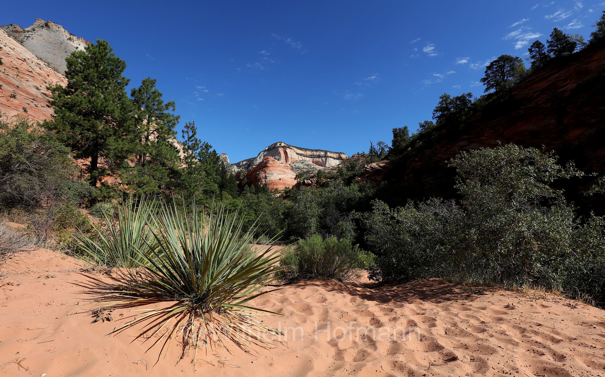 Mount Carmel Highway, Zion National Park, Zion-Nationalpark, Parco nazionale di Zion, Utah, USA