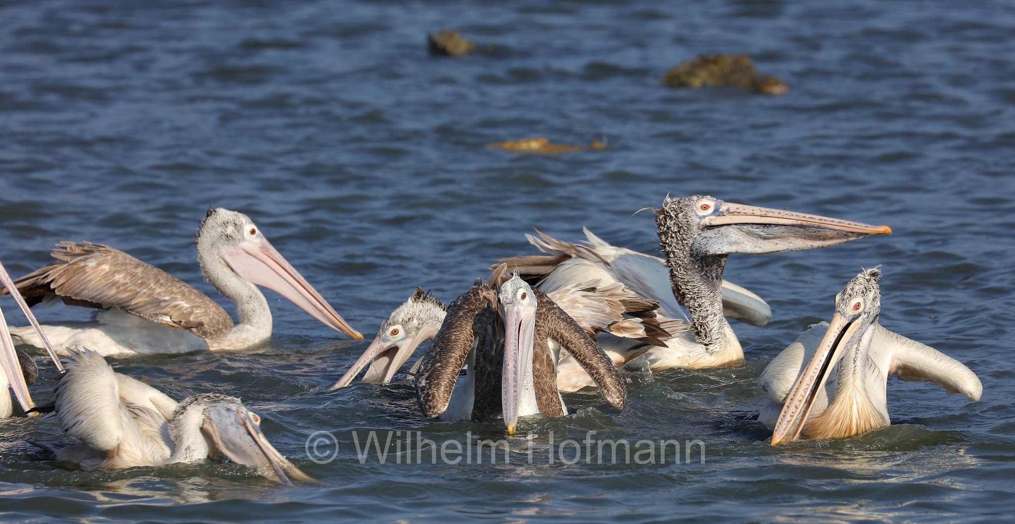 spot-billed pelican, gray pelican, Graupelikan, Philippinenpelikan, Fleckschnabelpelikan, pellicano delle Filippine, Pelecanus philippensis, Sri Lanka, Bundala National Park, Bundala Nationalpark, Parco nazionale Bundala