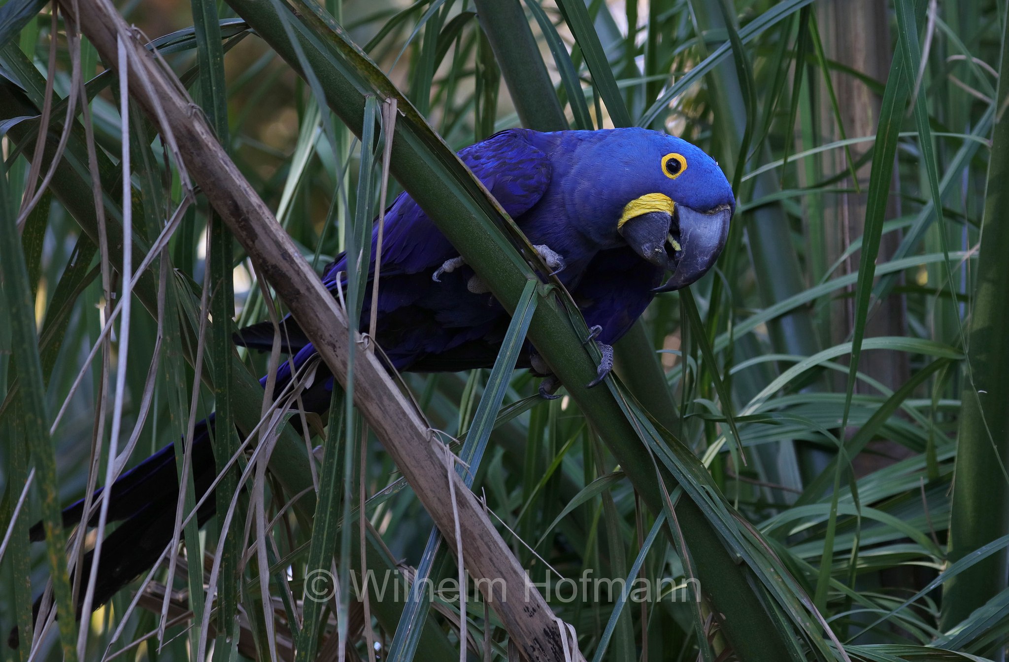 hyacinth macaw, hyacinthine macaw, Hyazinthara, ara giacinto, Anodorhynchus hyacinthinus, Pantanal, Mato Grosso, Brazil, Brasil, Brasile, Brasilien