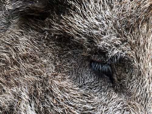Im Tierpark Dählhölzli