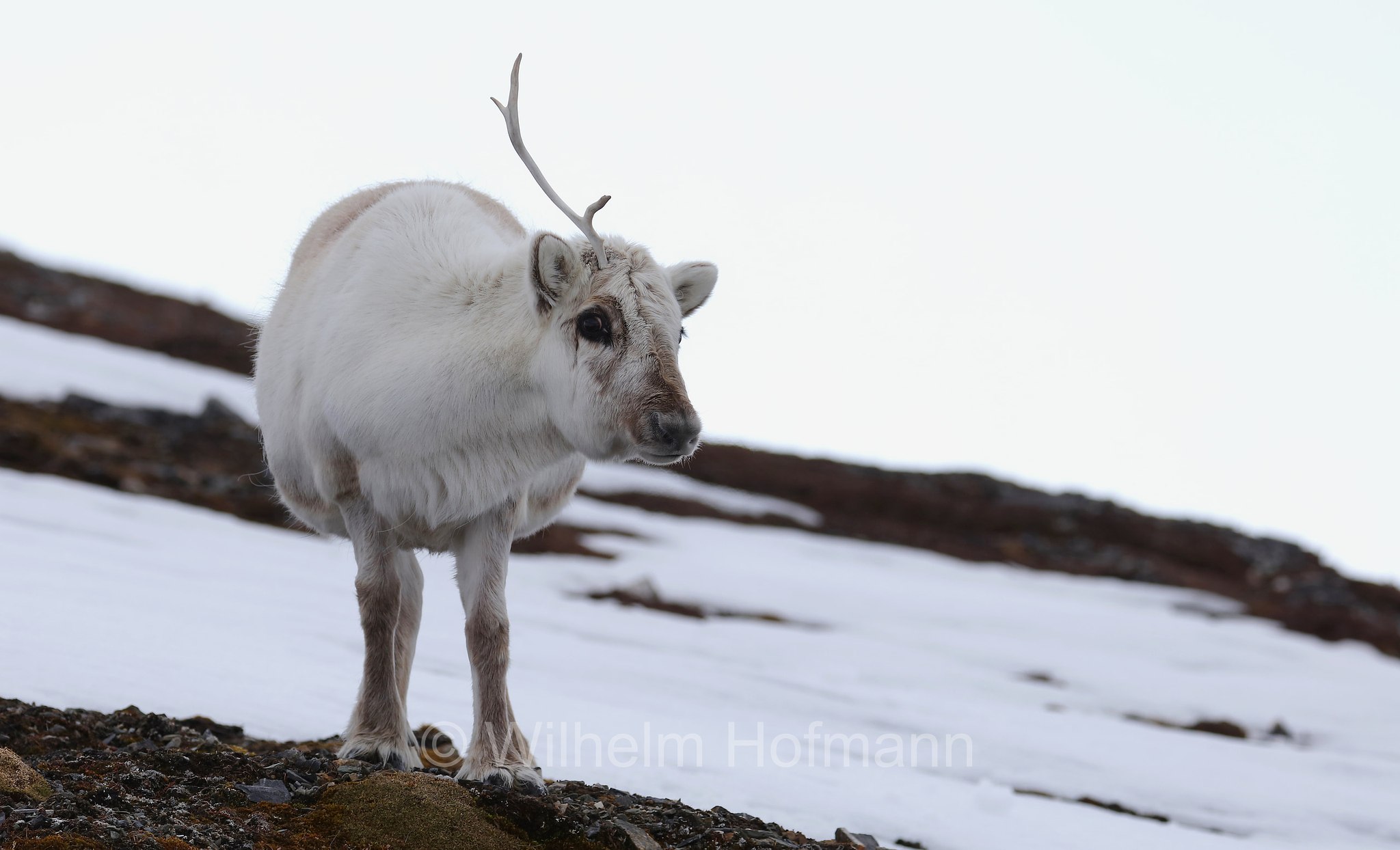 Rangifer tarandus platyrhynchus, Svalbard reindeer, Spitzbergen-Ren, renna delle Svalbard, Trygghamna, Spitsbergen, Svalbard, Spitzbergen, Norway, Norwegen, Norvegia