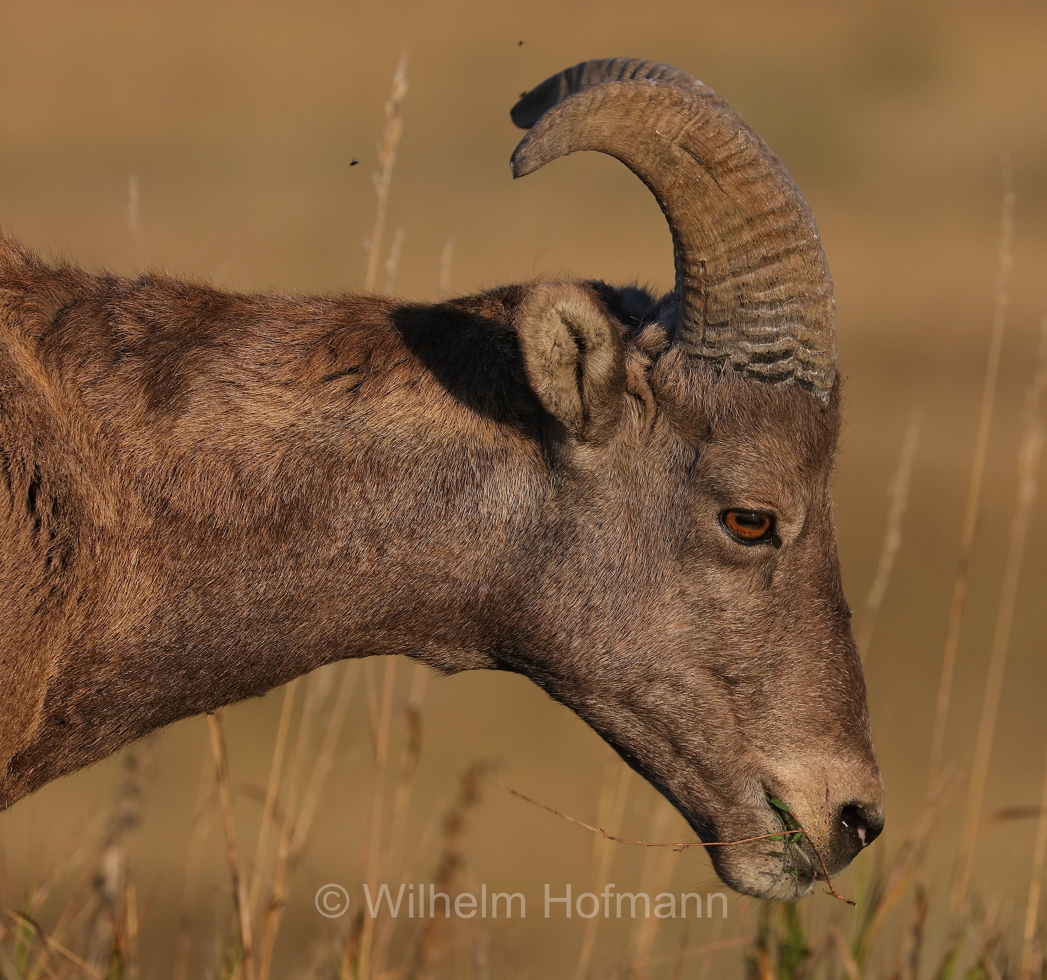 Ovis canadensis canadensis, Rocky Mountain bighorn sheep, Rocky-Mountains-Dickhornschaf, bighorn delle Montagne Rocciose, Sage Creek Basin Overlook, Badlands National Park, Badlands-Nationalpark, parco nazionale delle Badlands, South Dakota, Dakota del Sud, USA