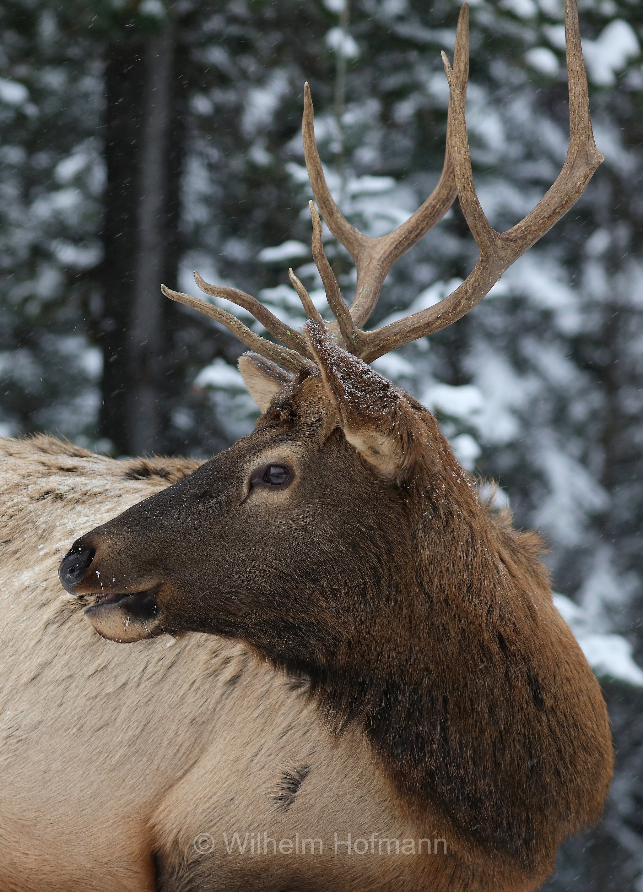 Cervus canadensis, wapiti, Wapiti, Wapiti-Hirsch, vapiti, Lake Minnewanka Scenic Drive, Banff National Park, Banff-Nationalpark, Parco nazionale Banff, Alberta, Canada, Kanada