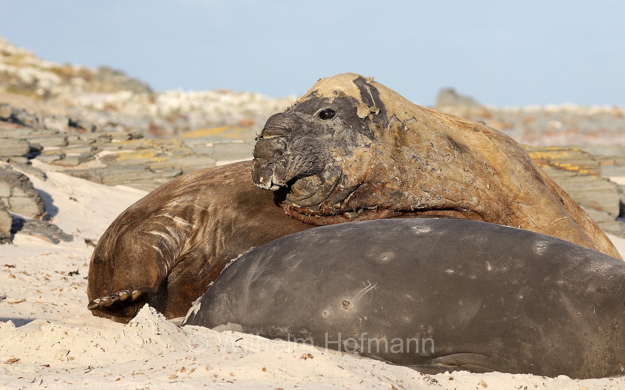 southern elephant seal, Südlicher See-Elefant, elefante marino meridionale, Mirounga leonina, Sealion Island, Sea Lion Island, Isla de los Leones Marinos, Falkland Islands, Falklandinseln, Isole Falkland