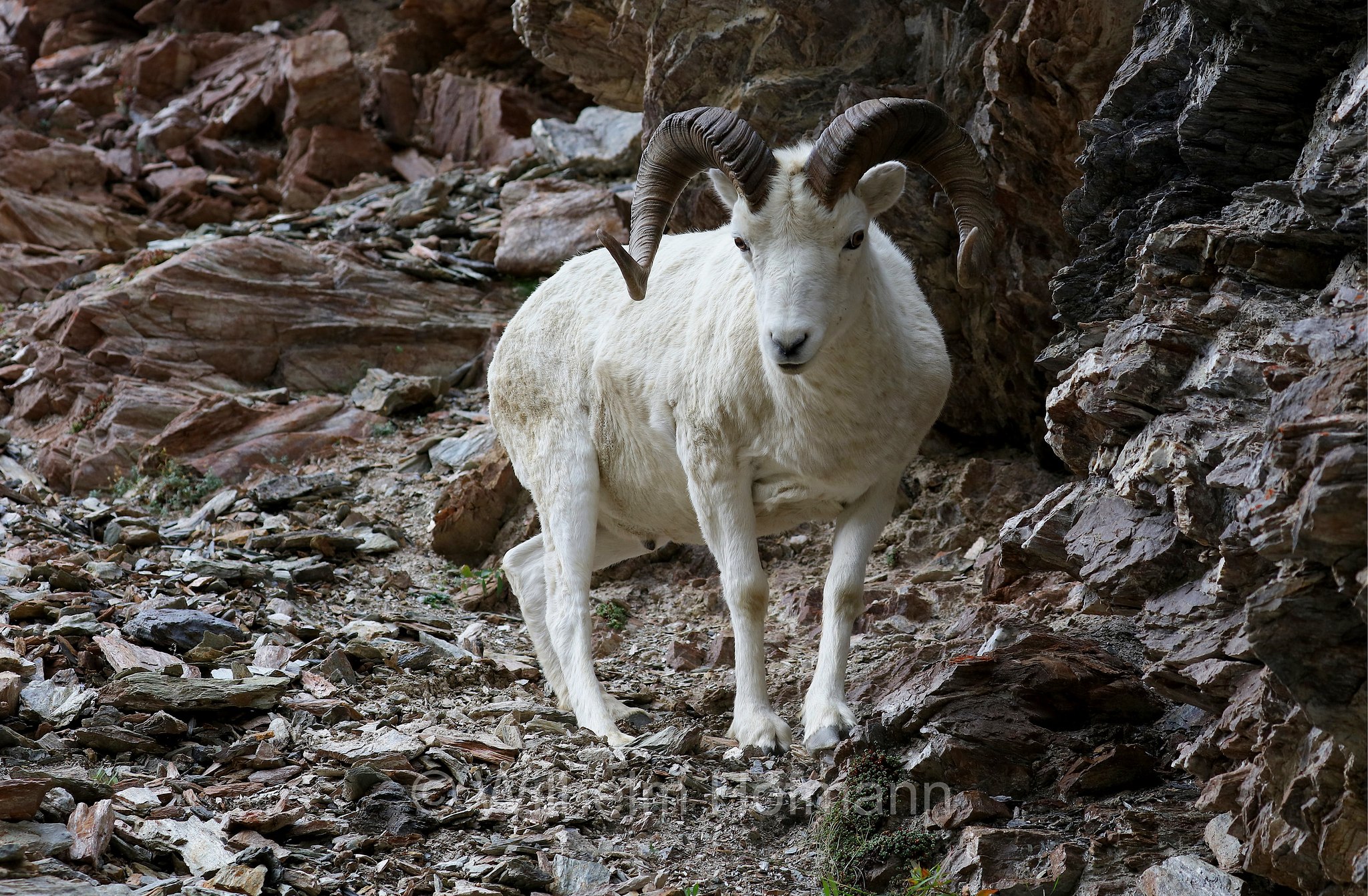 Ovis dalli, Dall sheep, thinhorn sheep, Dall-Schaf, Alaska-Schneeschaf, bighorn bianco, pecora di Dall, ariete di Dall, Savage Canyon, Denali National Park, Denali National Park and Preserve, Denali-Nationalpark, Parco nazionale del Denali, Alaska, USA