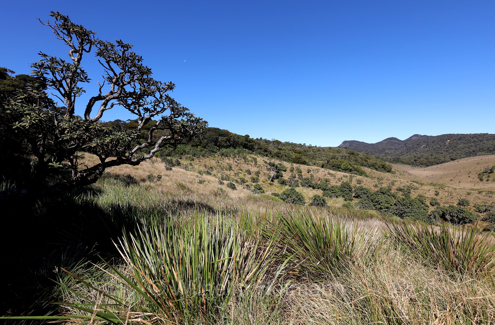 Horton Plains National Park, Horton-Plains-Nationalpark, parco nazionale Horton Plains, Sri Lanka