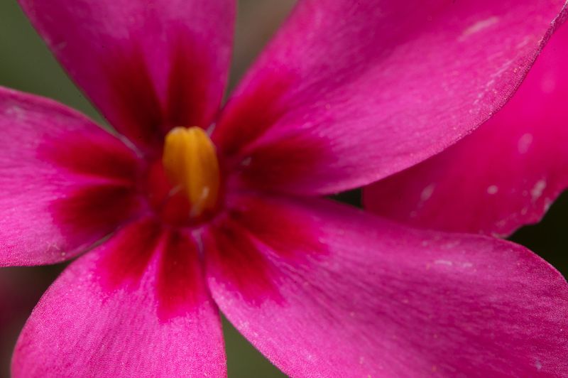 Pretty Flowers