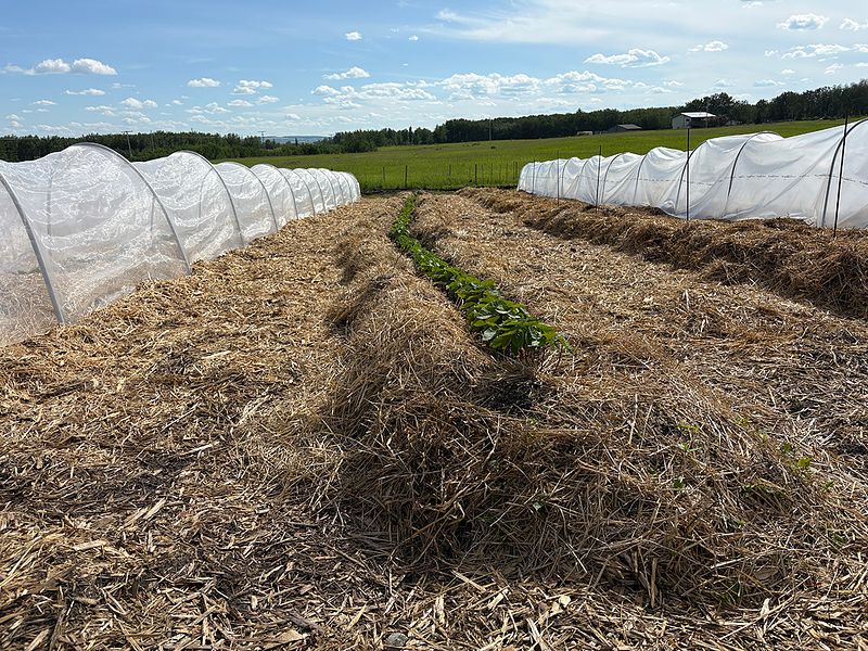 Improving food security in rural, remote and Indigenous Communities | Kross Farm