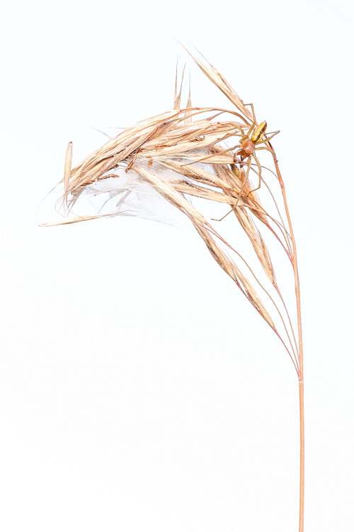 Cheiracanthium erraticum - Heidedornfinger