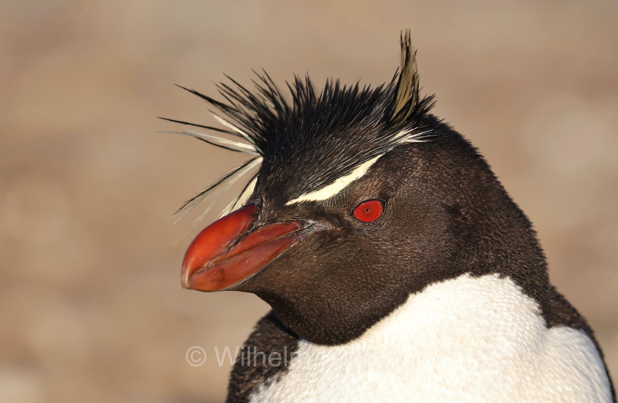 western rockhopper penguin, Felsenpinguin, pinguino saltarocce, Eudyptes chrysocome, Bleaker Island, Isla María, Falkland Islands, Falklandinseln, Isole Falkland