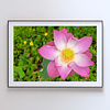 THE ONE - WILDLIFE & NATURE - "Lotus Crown" - LIMITED EDITION 5 of 5