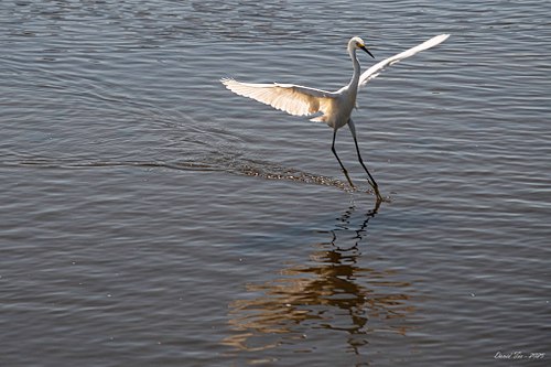 Coastal Wildlife