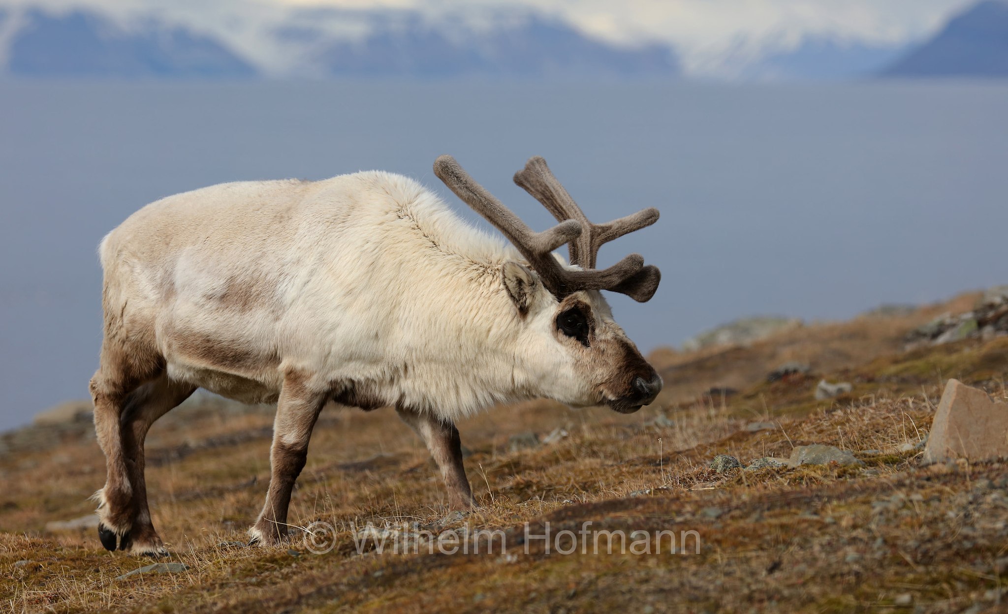 Rangifer tarandus platyrhynchus, Svalbard reindeer, Spitzbergen-Ren, renna delle Svalbard, Isfjorden, Spitsbergen, Svalbard, Spitzbergen, Norway, Norwegen, Norvegia