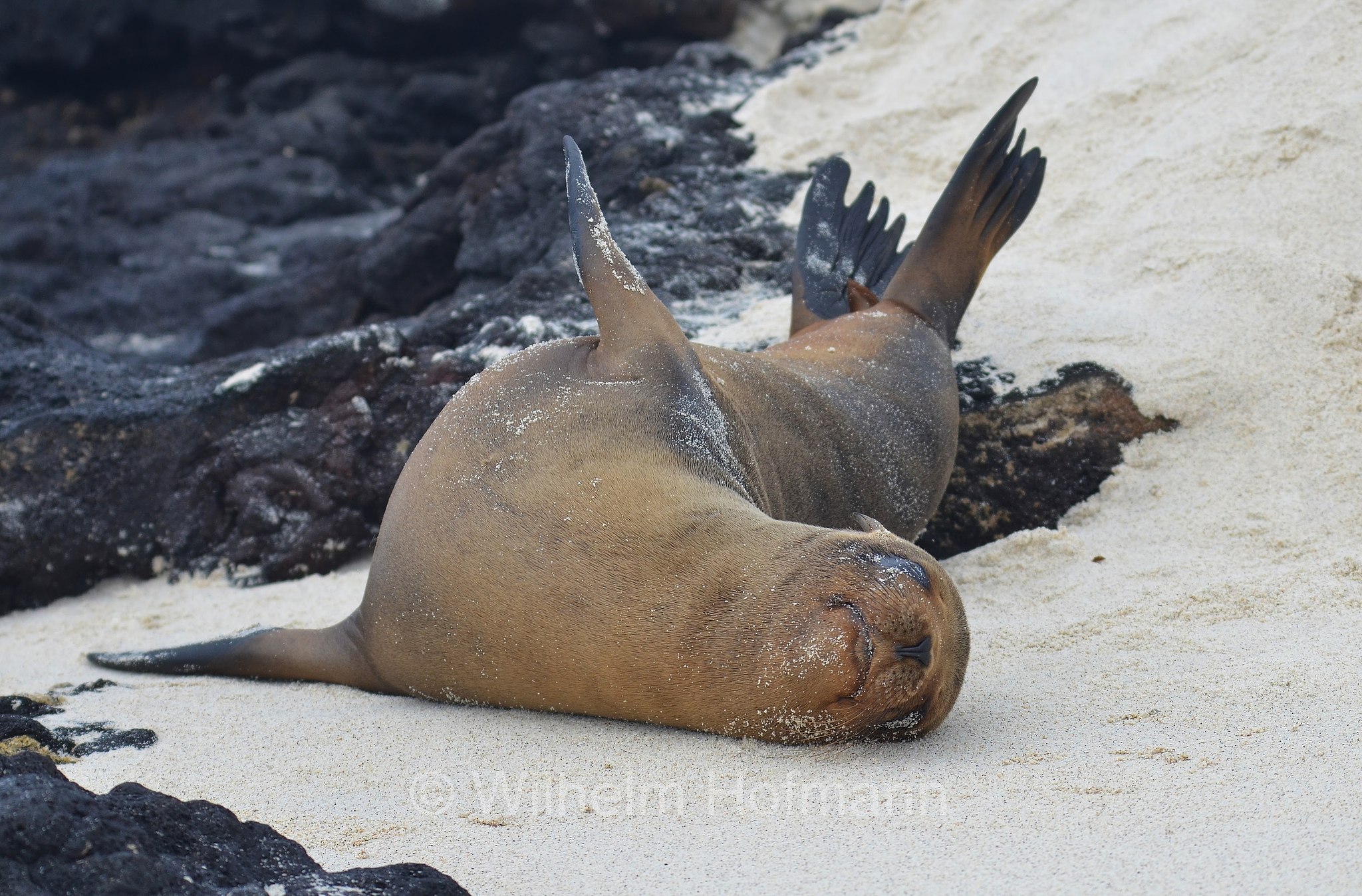 Galápagos sea lion, Galápagos-Seelöwe, leone marino delle Galapagos, Zalophus wollebaeki, Sombrero Chino Islet, Sombrero Chino, Galápagos Islands, Galápagos, Galapagosinseln, Ecuador
