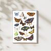 British and European Butterfly Study | Art Print | with Names