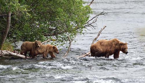 Best place for bear photography workshop & tour in the US.  Located in Katmai National Park, Brooks Camp, Brooks Falls, & Kodiak, Alaska, United States.