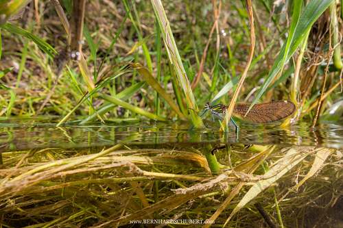 Calopteryx virgo - Beautiful demoiselle