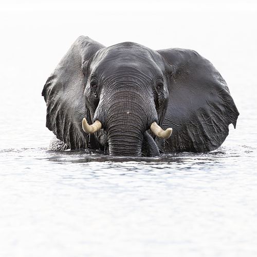 WILDLIFE