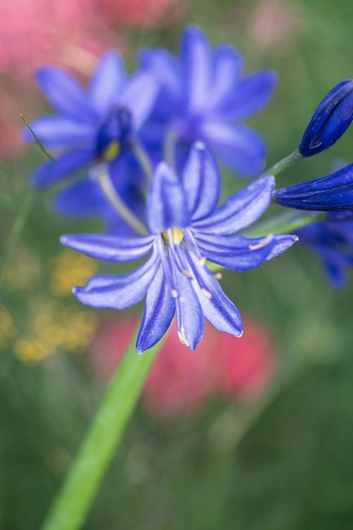 The poetry of the garden