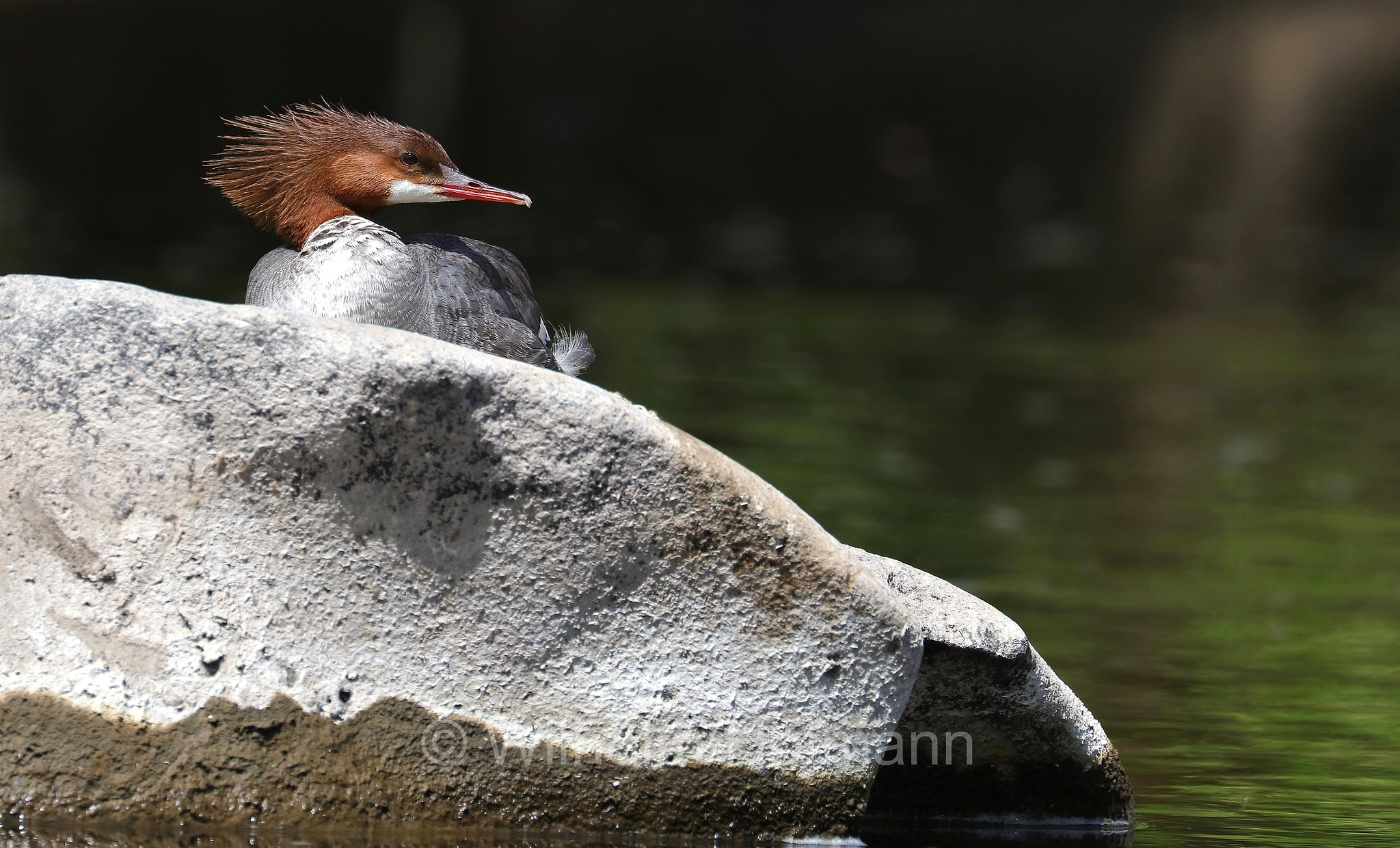 Mergus merganser americanus, common merganser, goosander, Gänsesäger, smergo maggiore americano, Crooked River, Smith Rock State Park, Oregon, USA